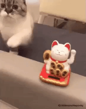 giphy.gif