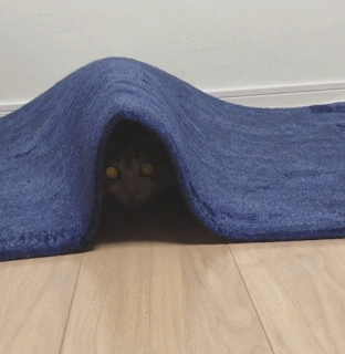 냥이 키우고싶은 짤.gif