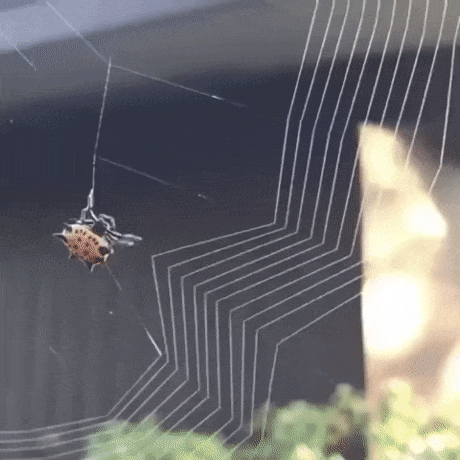1534836177_3308_ed12f7fbd03845ebff8a5ec73fac8cc9.gif