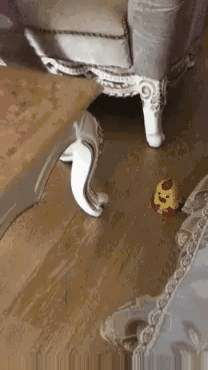 1535299509_4404_370F36F9_9B18_4D0A_9831_A12A289D8A74.gif