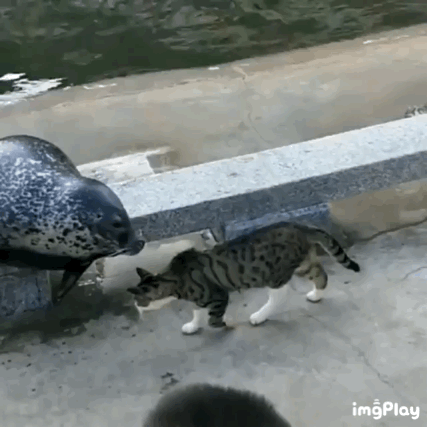 다운로드.gif