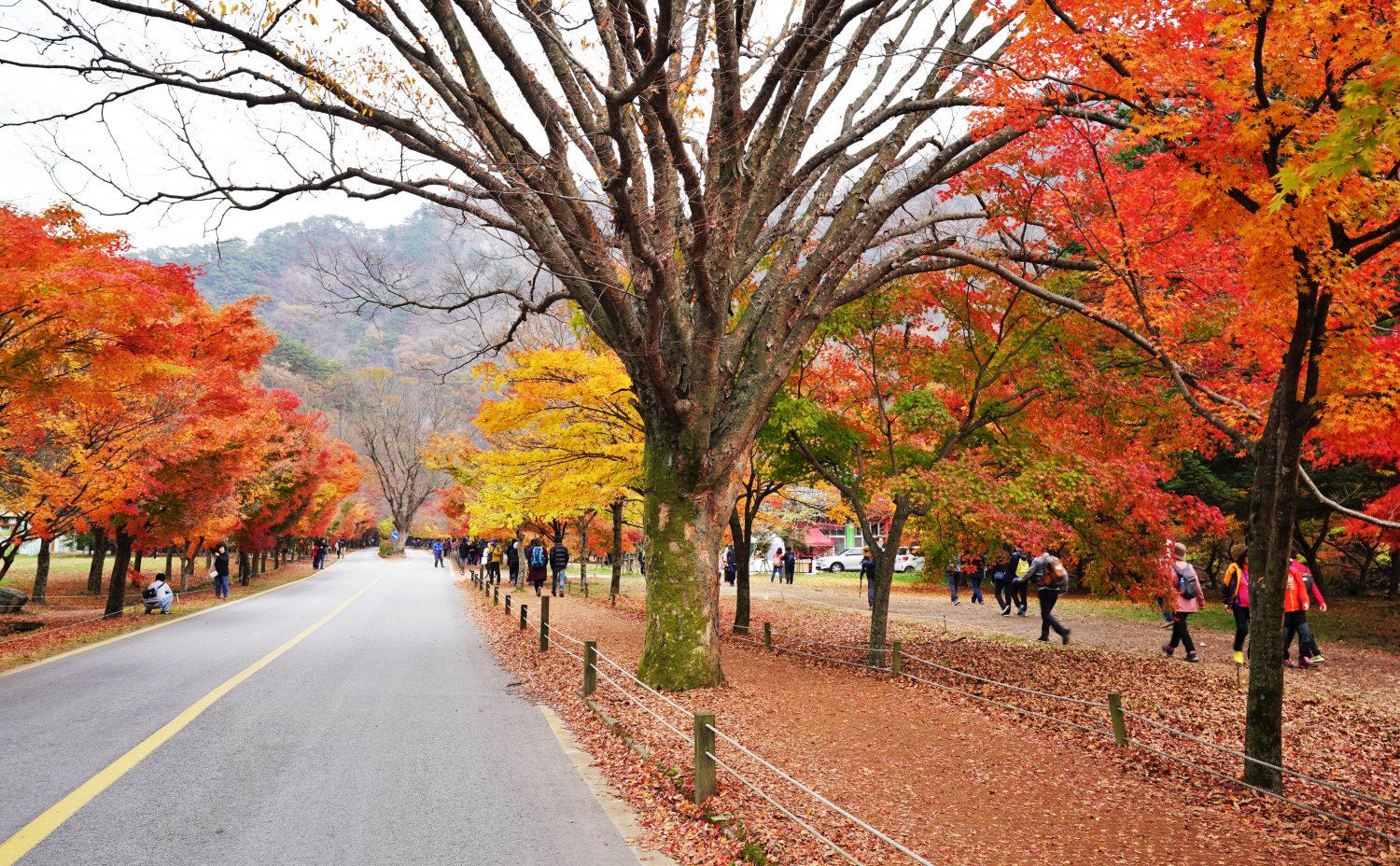 뽐뿌:등산포럼 - 단풍하면 내장산이죠.