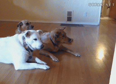 093726239_02.gif