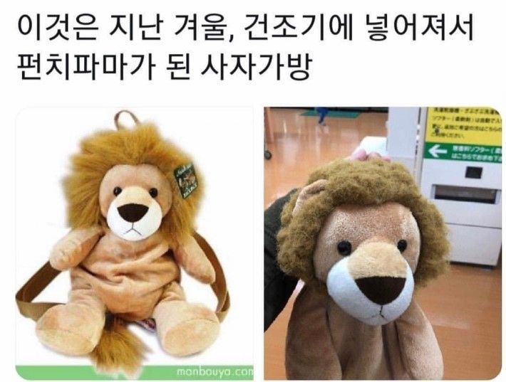 펌사자.jpg