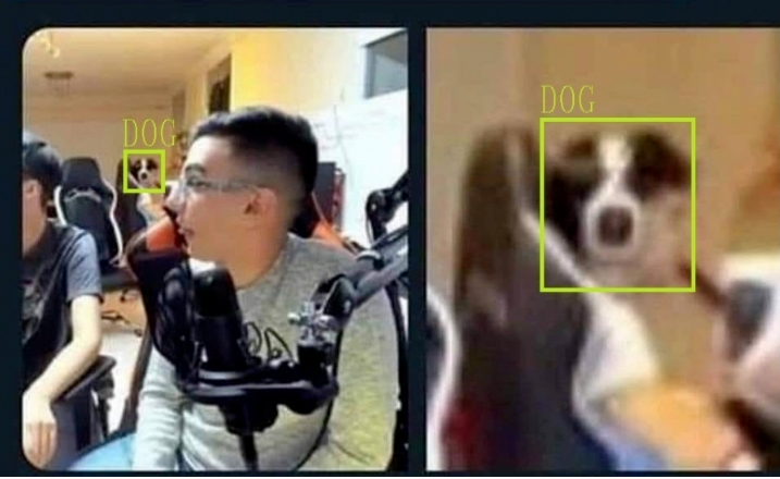 dog.PNG