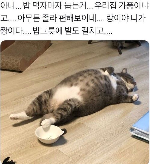 뚱냥이.jpg