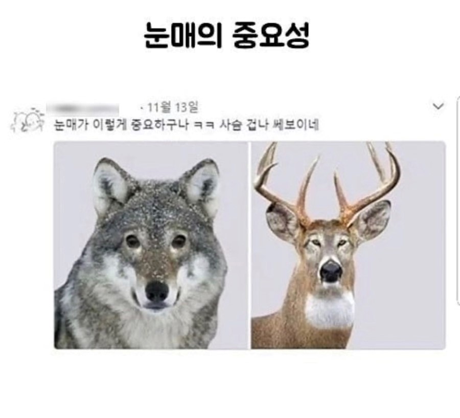 눈매의 찐 중요성.jpg