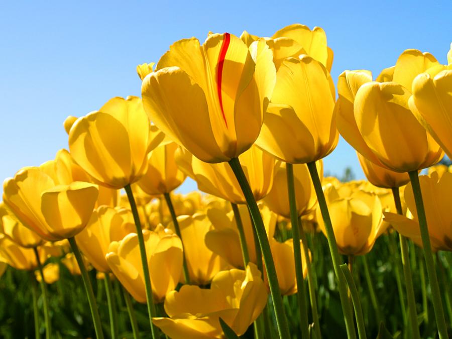 1315834368_Tulips.jpg