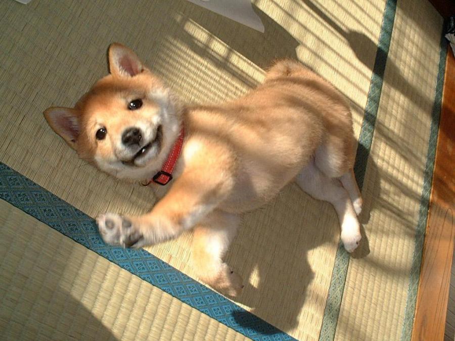 1414164184_Shiba_Inu_8.jpg_0.jpg