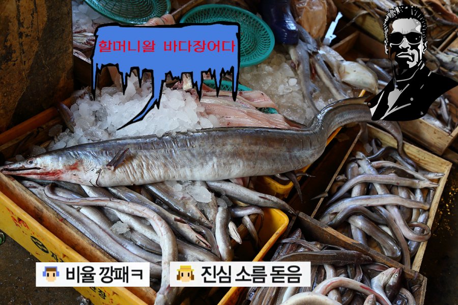 거대한 바다장어 ㅋㅋ - 뽐뿌:자유갤러리 거대한 바다장어 ㅋㅋ