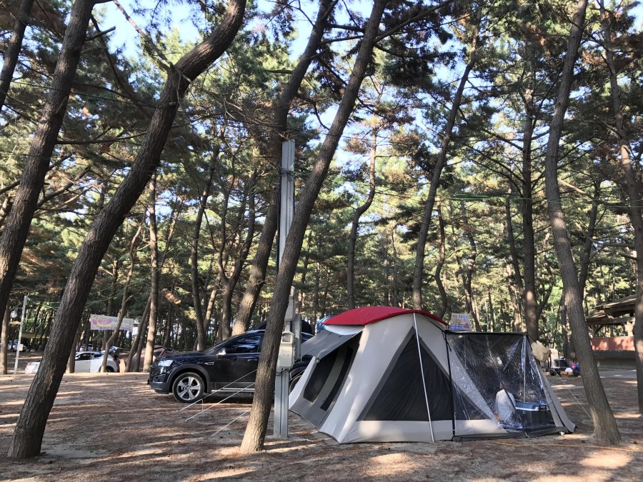 춘장대 솔내음야영장 운치있네요^^ - 뽐뿌:캠핑포럼 춘장대 솔내음야영장 운치있네요^^
