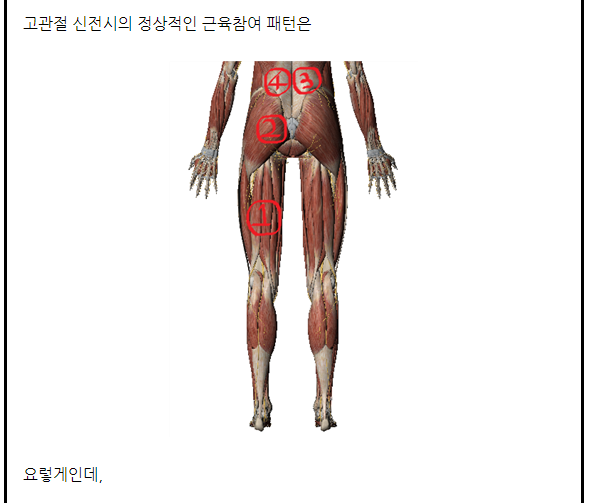 장코치 근육학. 장요근/대둔근의 길항작용과 햄스트링과활성화로 인한 둔근 complex의 기능부전 - 뽐뿌:건강/헬스 장코치 근육학. 장요근... 