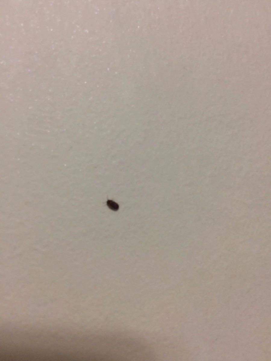 벌레사진주의] 요새 집에 이런 작은 벌레들이 나타나는데... - 뽐뿌:자유게시판