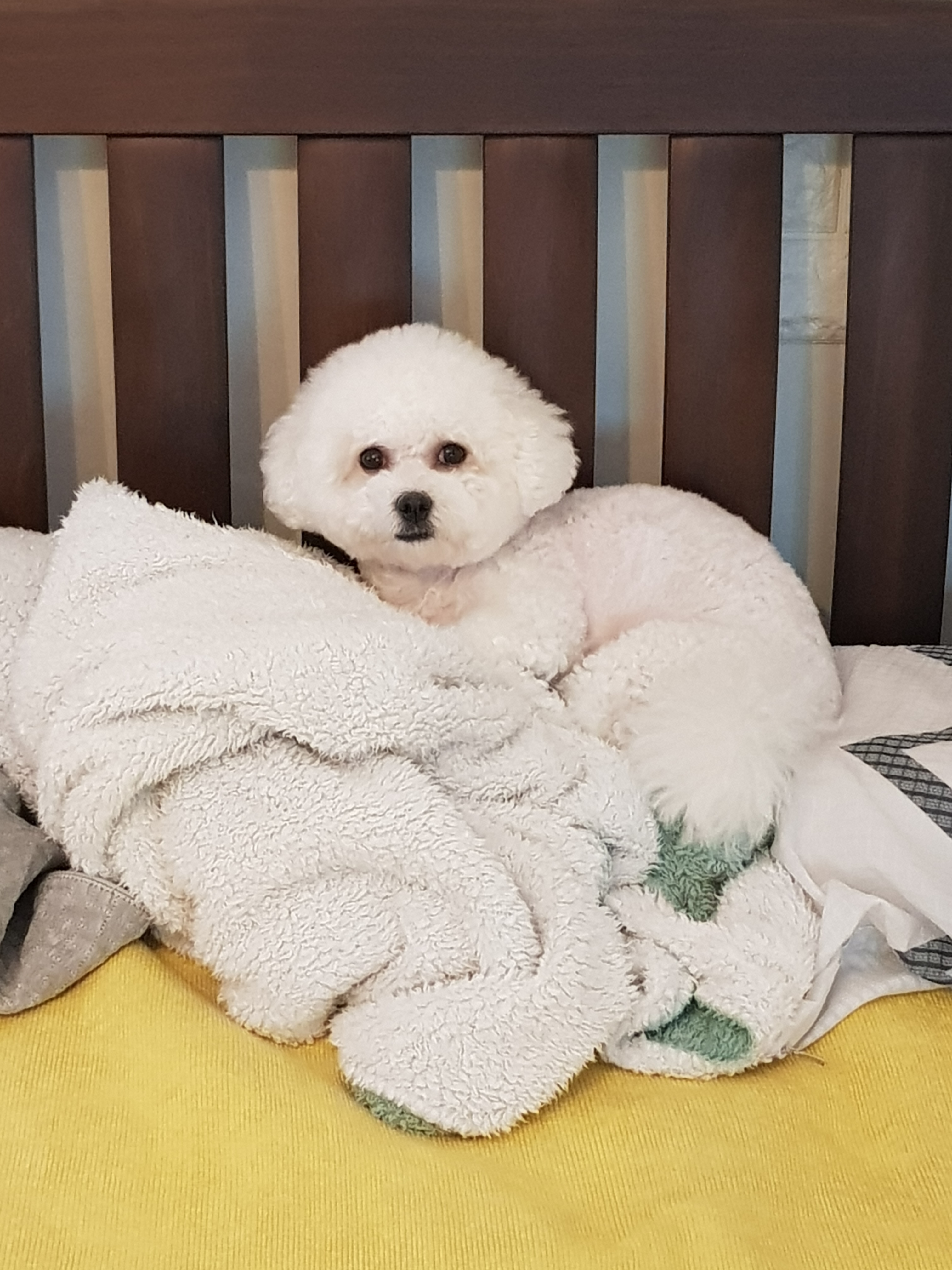 우리집 비숑 순심이4. - 뽐뿌:자유갤러리 우리집 비숑 순심이4.