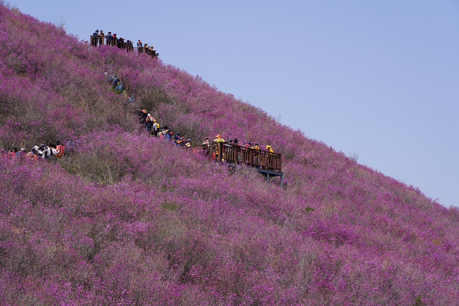 4월 8일..창원 천주산 진달래 산행..사진 15장.. - 뽐뿌:등산포럼 4월 8일..창원 천주산 진달래 산행..사진 15장..