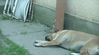 16c915f99de824c.gif