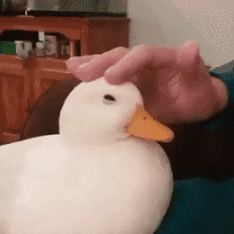1810___2128580865.gif