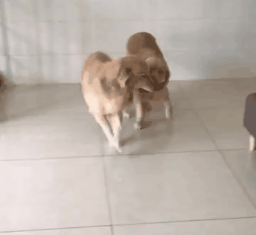 20190819_073913.gif