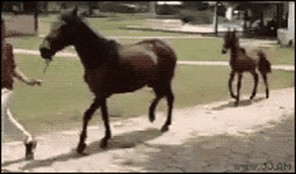 IMG_4426.GIF