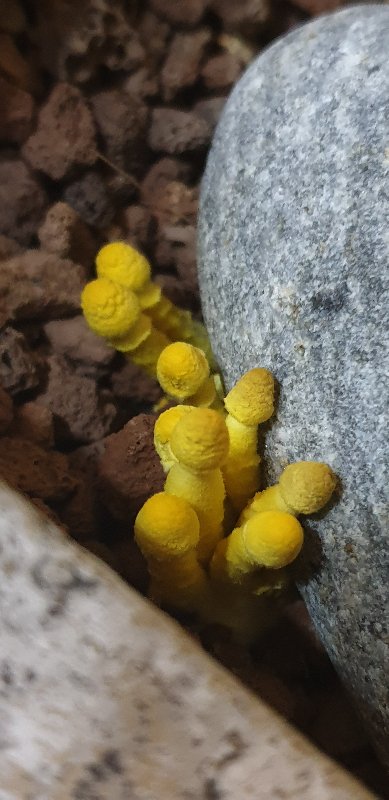 노란 버섯