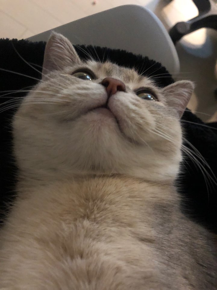 냥이 하관