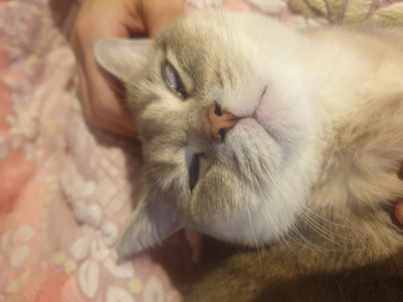 냥이 하관