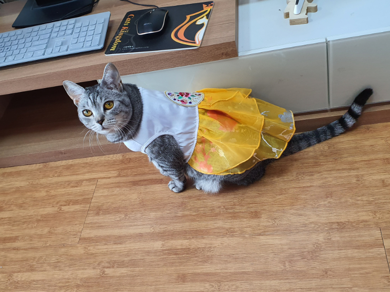 고양이 두리 한복입혀봤어요