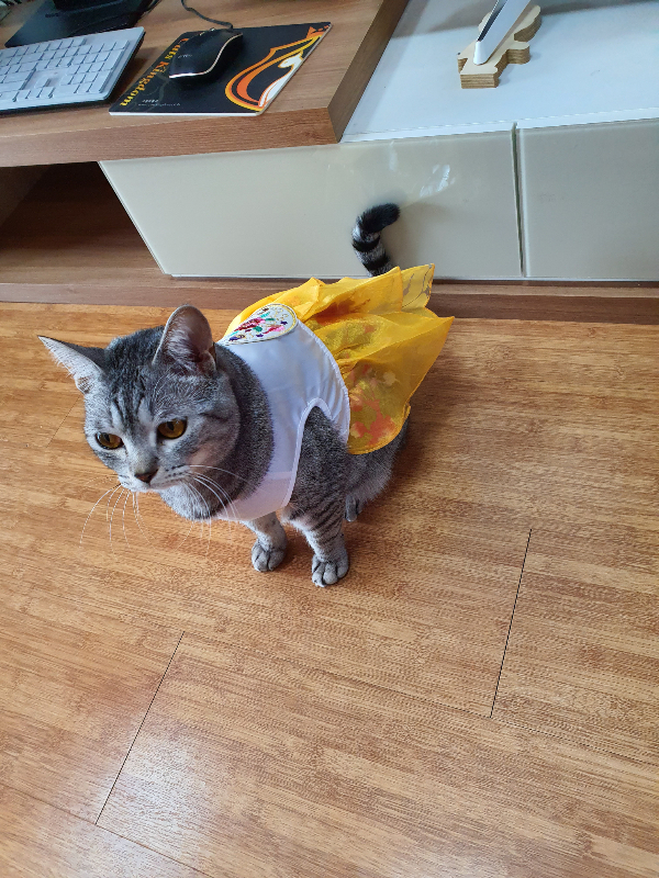 고양이 두리 한복입혀봤어요