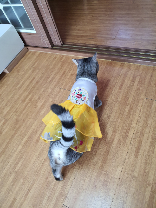 고양이 두리 한복입혀봤어요