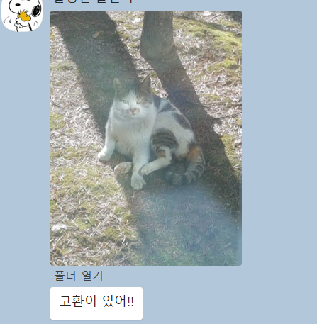 1층집 찾아오는 냥이...이놈이었네요