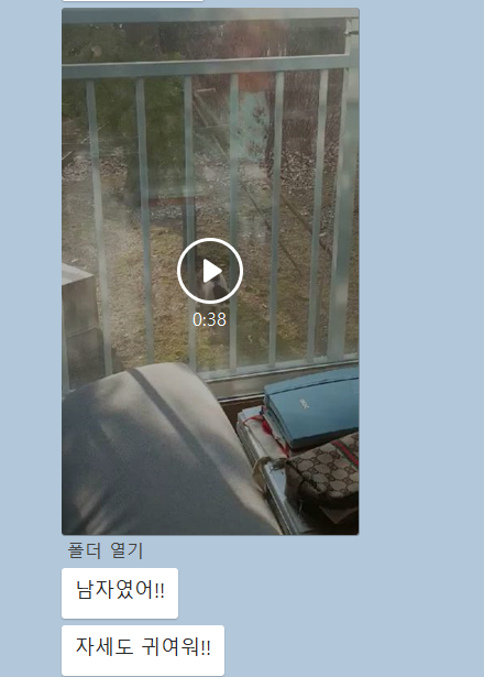 1층집 찾아오는 냥이...이놈이었네요