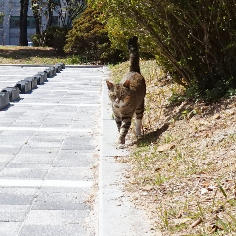 주차장 고양이들
