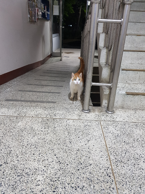 길냥이