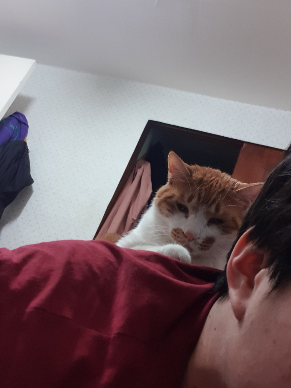 저희집 냥이들 입니다.