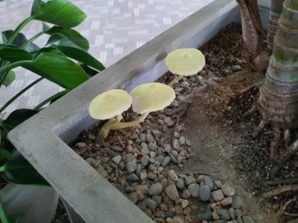 버섯 노란 각시 버섯 종류