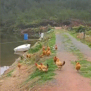 날으는 닭 - 뽐뿌:자유게시판