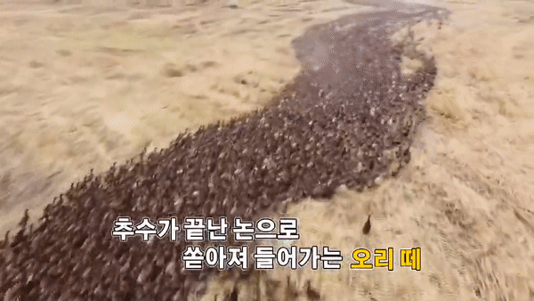  오리 만마리의 폭풍같은 맛집투어 - 뽐뿌:유머/감동  오리 만마리의 폭풍같은 맛집투어