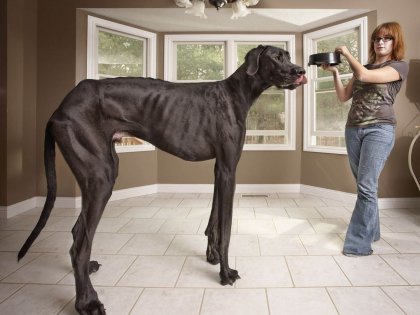 Zeus-the-great-Dane.jpg