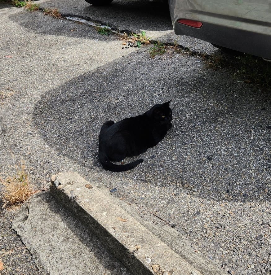 회사 근처 검은 고양이