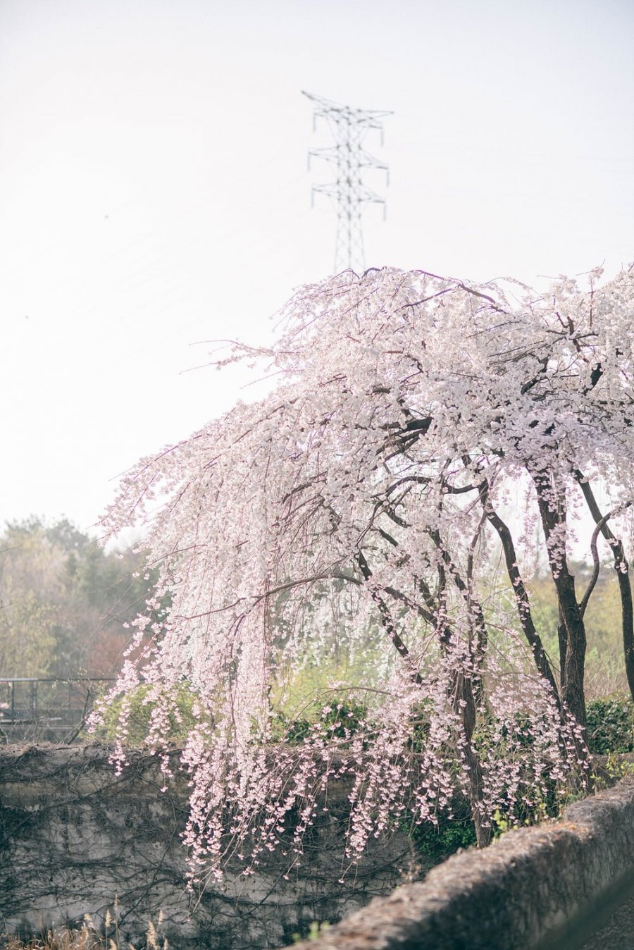 선유도공원 벚꽃