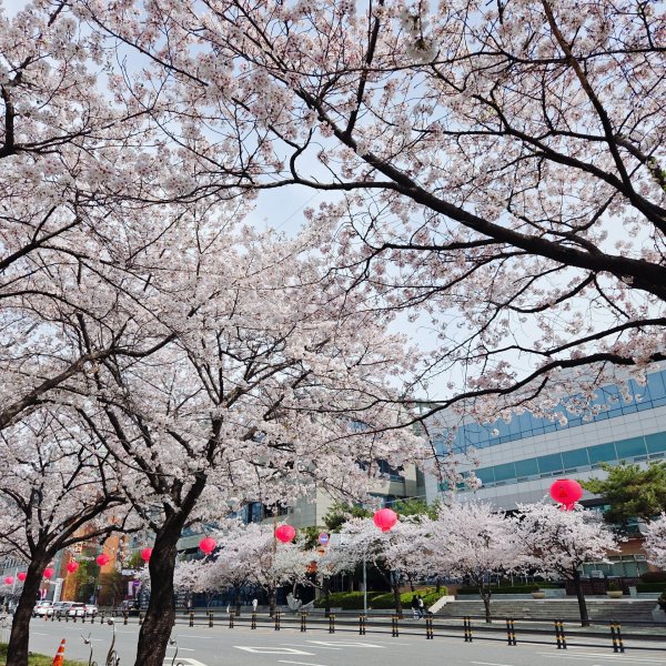 비오기전 벚꽃