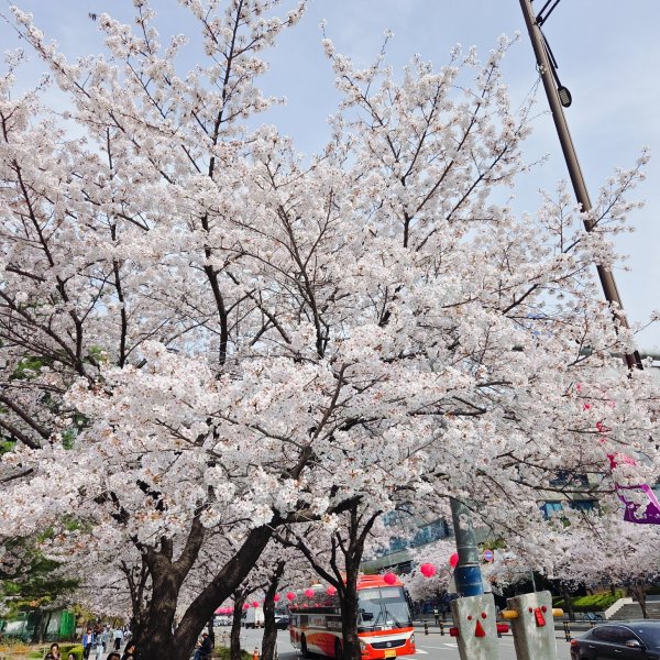 비오기전 벚꽃