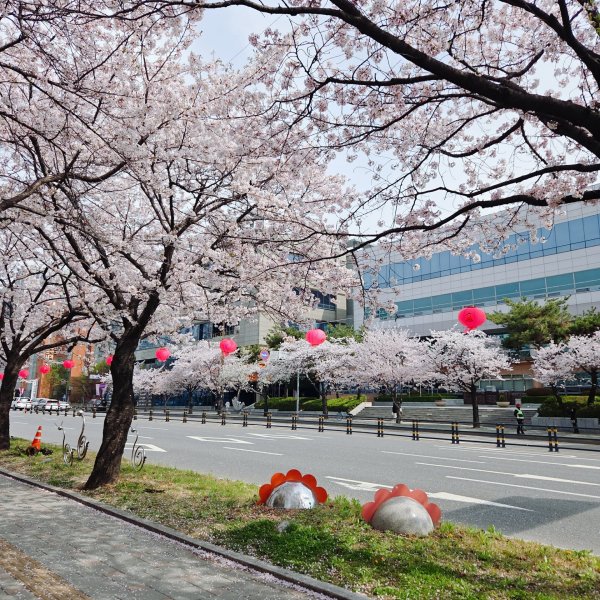 비오기전 벚꽃