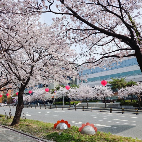 비오기전 벚꽃