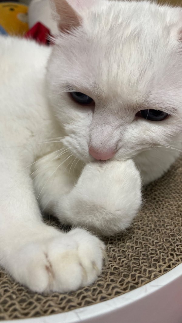 솜방망이 그루밍하는 둘째냥