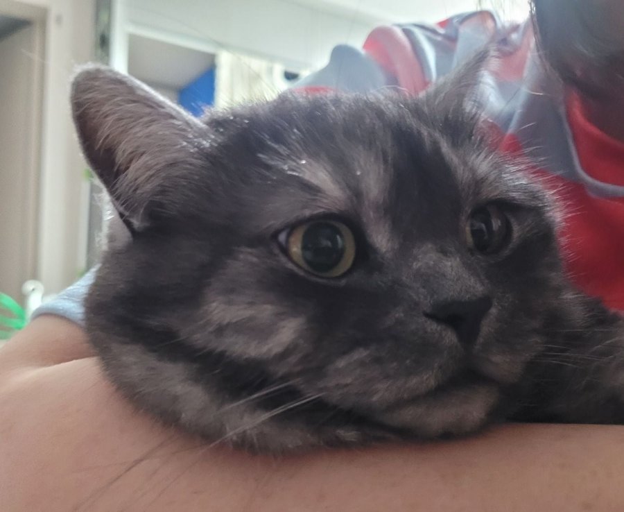 츮 