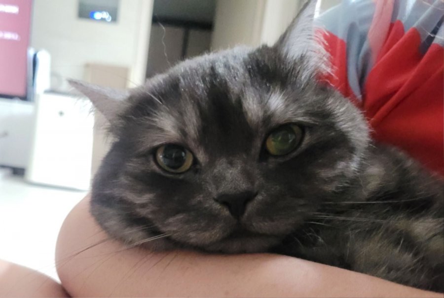 츮 