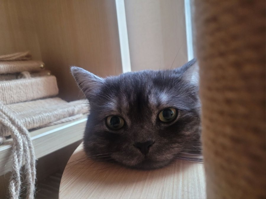 츮 